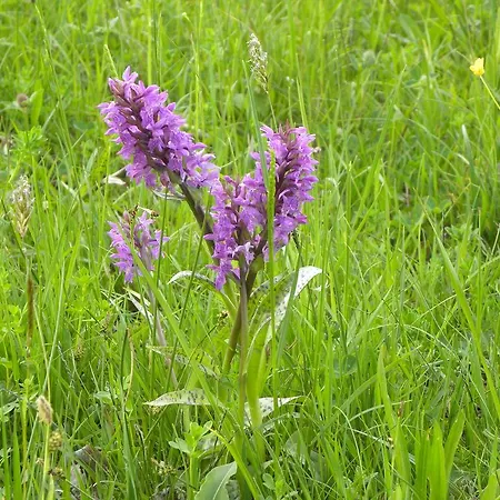 Landsted Na Zvonici Paseky nad Jizerou
