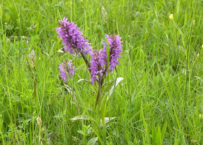 Lantställe Na Zvonici Paseky nad Jizerou